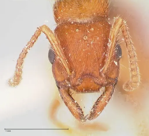 Gnamptogenys sulcata specimen FOCOL0880 image focol0880_2
