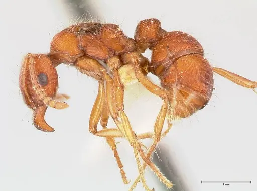 Gnamptogenys sulcata specimen FOCOL0880 image focol0880_3