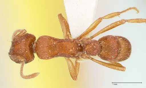 Gnamptogenys sulcata specimen FOCOL0881 image focol0881_1