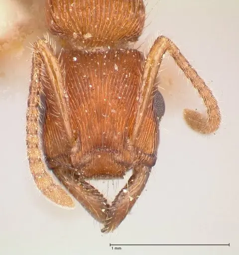 Gnamptogenys sulcata specimen FOCOL0881 image focol0881_2