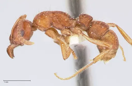 Gnamptogenys sulcata specimen FOCOL0881 image focol0881_3