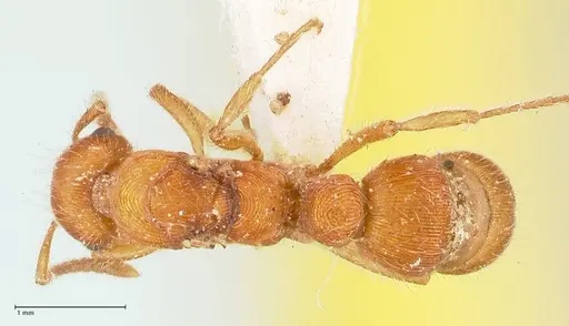 Gnamptogenys sulcata specimen FOCOL0882 image focol0882_1