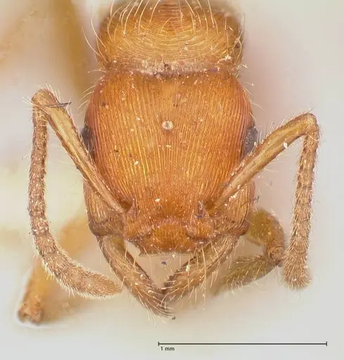 Gnamptogenys sulcata specimen FOCOL0882 image focol0882_2