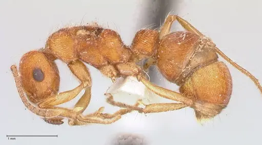 Gnamptogenys sulcata specimen FOCOL0882 image focol0882_3
