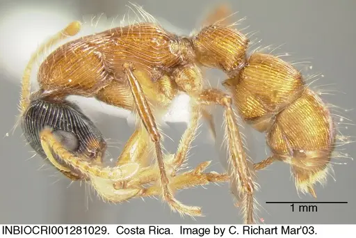 Gnamptogenys sulcata specimen INBIOCRI001281029 image inbiocri001281029_2