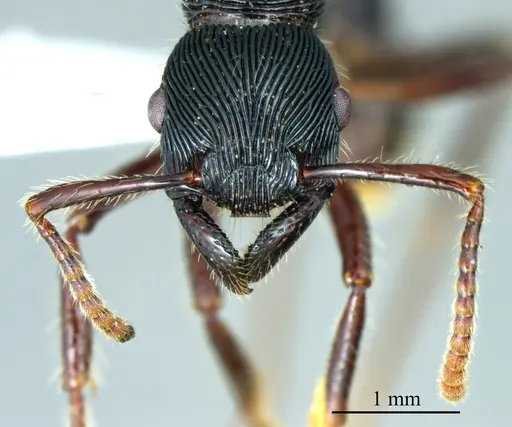 Gnamptogenys tortuolosa specimen ANTWEB1041423 image antweb1041423_1