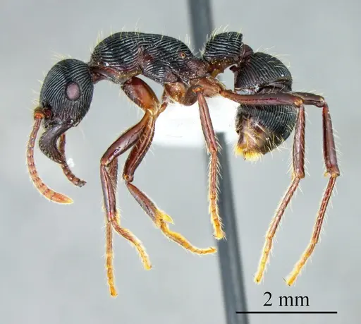 Gnamptogenys tortuolosa specimen ANTWEB1041423 image antweb1041423_2