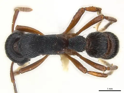 Gnamptogenys tortuolosa specimen CASENT0179986 image casent0179986_1