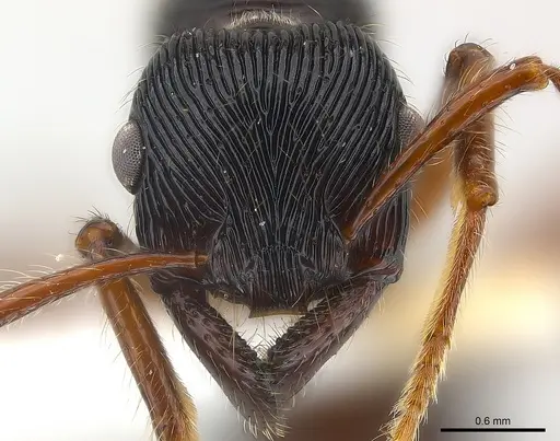 Gnamptogenys tortuolosa specimen CASENT0179986 image casent0179986_3