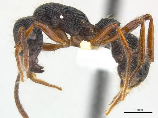 Gnamptogenys tortuolosa specimen CASENT0179986 image casent0179986_4