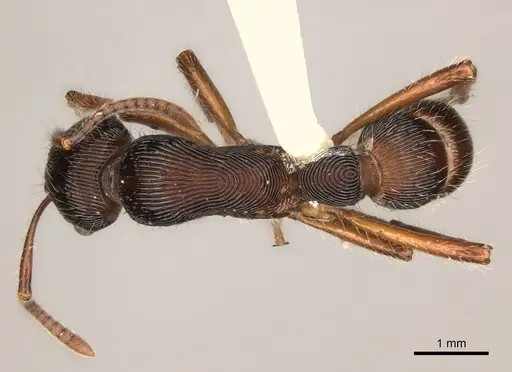 Gnamptogenys tortuolosa specimen CASENT0217489 image casent0217489_1