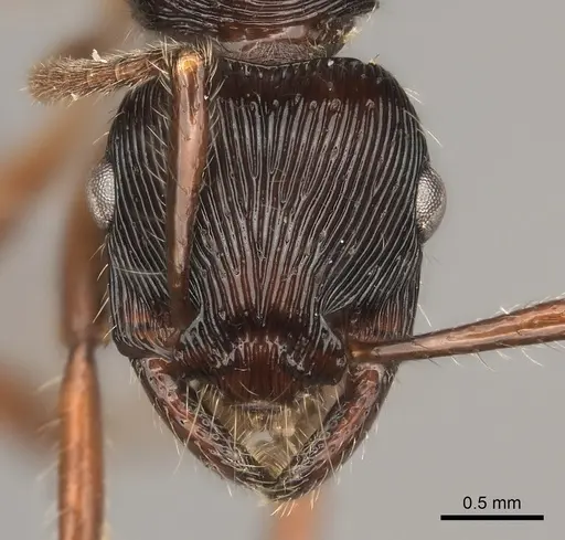 Gnamptogenys tortuolosa specimen CASENT0217489 image casent0217489_2