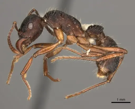 Gnamptogenys tortuolosa specimen CASENT0217489 image casent0217489_3