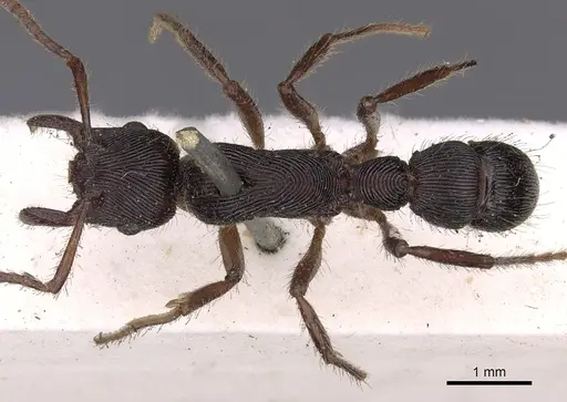 Gnamptogenys tortuolosa specimen CASENT0900549 image casent0900549_1