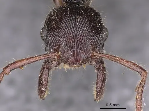 Gnamptogenys tortuolosa specimen CASENT0900549 image casent0900549_2