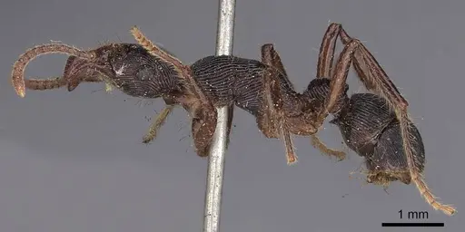 Gnamptogenys tortuolosa specimen CASENT0900549 image casent0900549_3