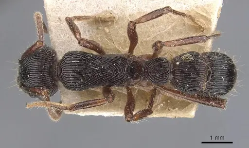 Gnamptogenys tortuolosa specimen CASENT0907192 image casent0907192_1