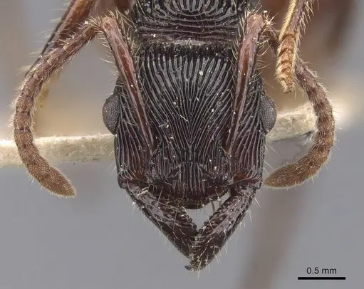 Gnamptogenys tortuolosa specimen CASENT0907192 image casent0907192_2