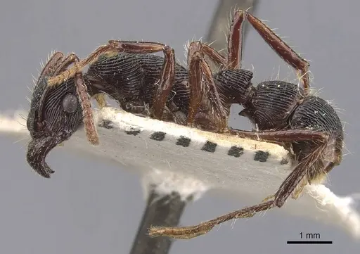 Gnamptogenys tortuolosa specimen CASENT0907192 image casent0907192_3