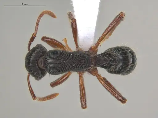 Gnamptogenys tortuolosa specimen ECOFOG-IT14-0450-23 image ecofog-it14-0450-23_1