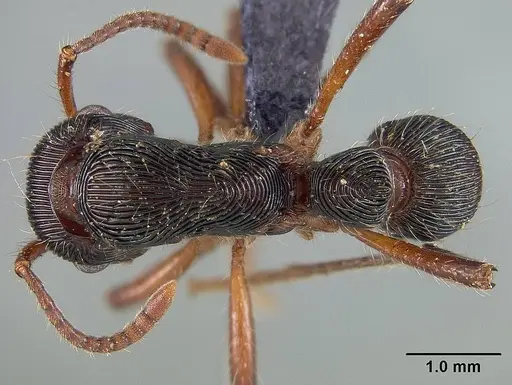 Gnamptogenys tortuolosa specimen USNMENT00445639 image usnment00445639_1