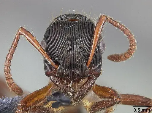 Gnamptogenys tortuolosa specimen USNMENT00445639 image usnment00445639_2
