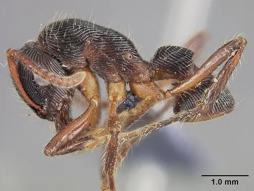 Gnamptogenys tortuolosa specimen USNMENT00445639 image usnment00445639_3