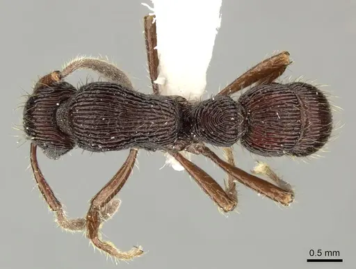 Gnamptogenys volcano specimen INBIOCRI001281044 image inbiocri001281044_1