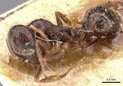 Goniomma blanci specimen CASENT0907756 image casent0907756_3