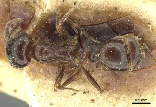 Goniomma blanci specimen CASENT0913651 image casent0913651_1