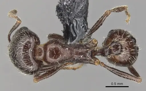 Goniomma blanci specimen CASENT0915449 image casent0915449_1