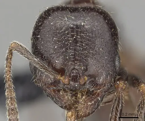 Goniomma blanci specimen CASENT0915449 image casent0915449_2