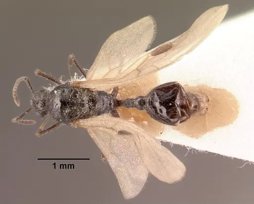Goniomma collingwoodi specimen CASENT0101189 image casent0101189_1