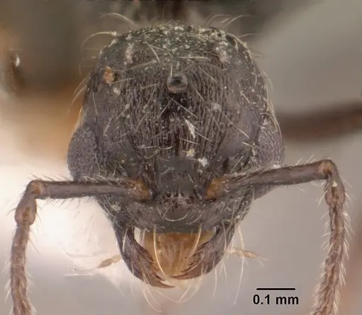 Goniomma collingwoodi specimen CASENT0101189 image casent0101189_2