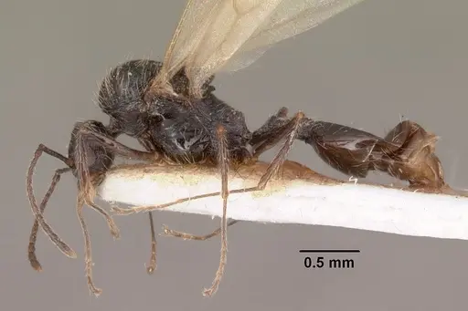 Goniomma collingwoodi specimen CASENT0101189 image casent0101189_3