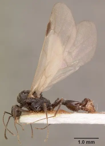 Goniomma collingwoodi specimen CASENT0101189 image casent0101189_4