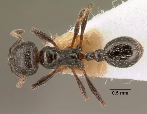 Goniomma collingwoodi specimen CASENT0101190 image casent0101190_1