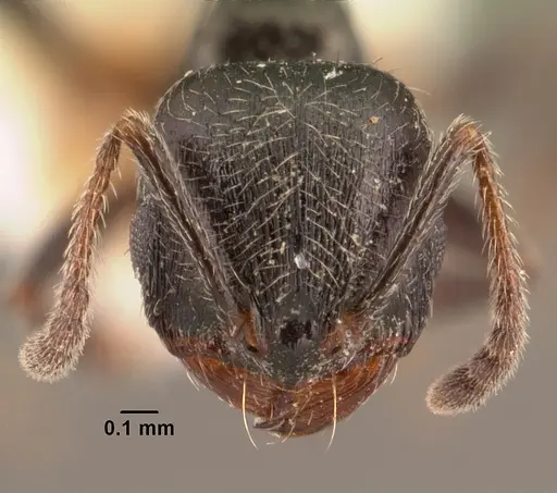 Goniomma collingwoodi specimen CASENT0101190 image casent0101190_2