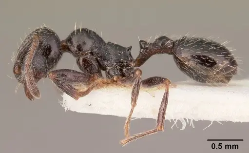 Goniomma collingwoodi specimen CASENT0101190 image casent0101190_3