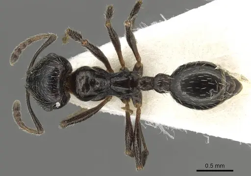 Goniomma collingwoodi specimen CASENT0915448 image casent0915448_1