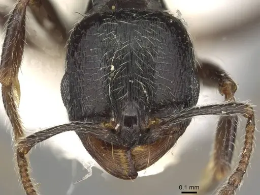 Goniomma collingwoodi specimen CASENT0915448 image casent0915448_2