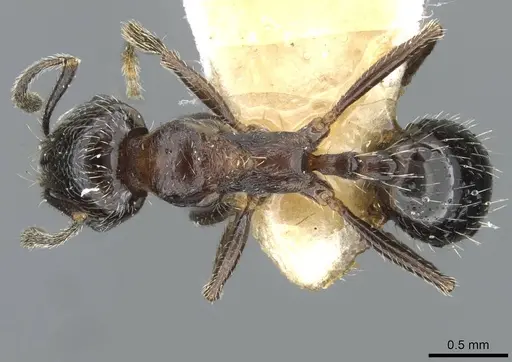 Goniomma decipiens specimen CASENT0911171 image casent0911171_1