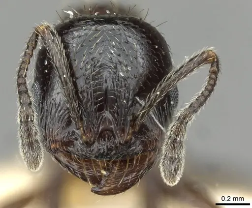 Goniomma decipiens specimen CASENT0911171 image casent0911171_2