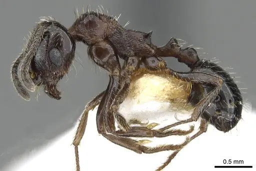 Goniomma decipiens specimen CASENT0911171 image casent0911171_3