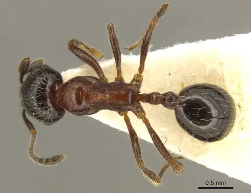 Goniomma decipiens specimen CASENT0916044 image casent0916044_1