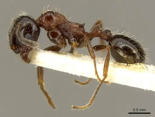 Goniomma decipiens specimen CASENT0916044 image casent0916044_3