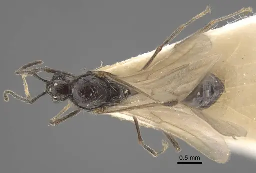Goniomma decipiens specimen CASENT0917467 image casent0917467_1