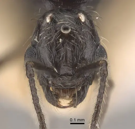 Goniomma decipiens specimen CASENT0917467 image casent0917467_2