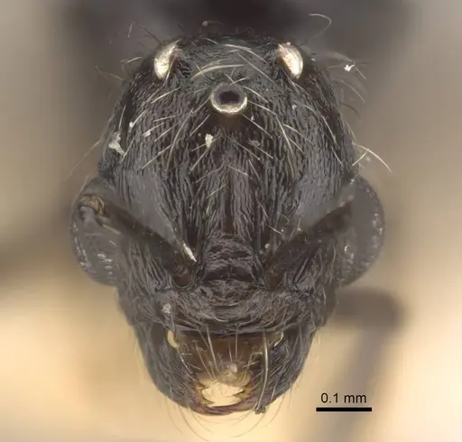 Goniomma decipiens specimen CASENT0917467 image casent0917467_3