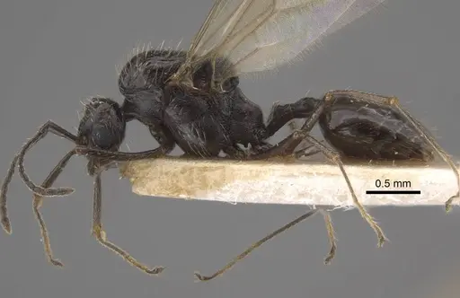 Goniomma decipiens specimen CASENT0917467 image casent0917467_4